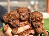 Toy Poodle Kore Teacup Hepsi Mevcuttur