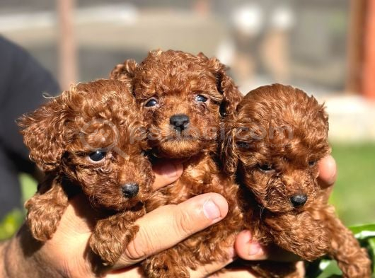 Toy Poodle Kore Teacup Hepsi Mevcuttur