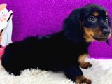 Black Tan Longhair Dachshund Sosis Yavru