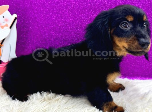 Black Tan Longhair Dachshund Sosis Yavru görsel
