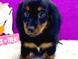 Black Tan Longhair Dachshund Sosis Yavru