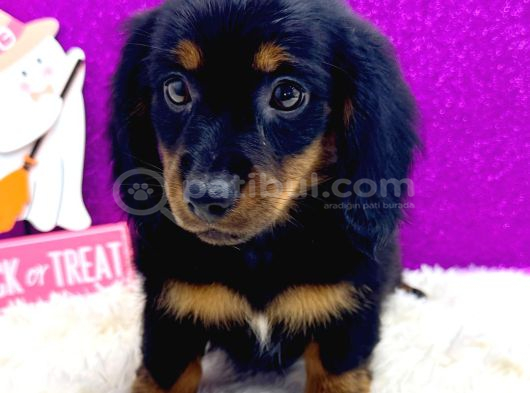 Black tan longhair Dachshund sosis yavru