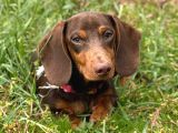 Minyatür Dachshund Sosis Yavrular