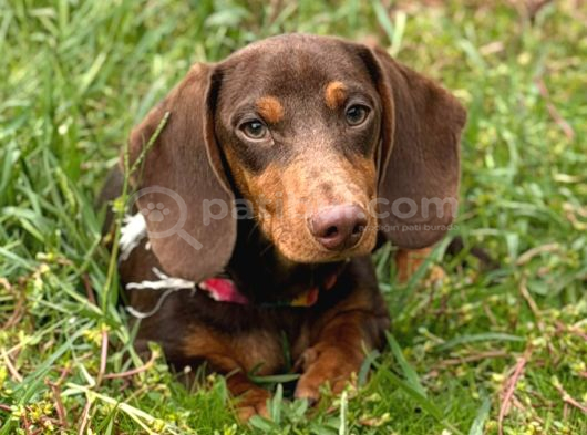 Minyatür Dachshund sosis yavrular