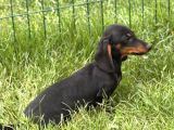 Minyatür Dachshund Sosis Yavrular