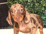Minyatür Dachshund Sosis Yavrular