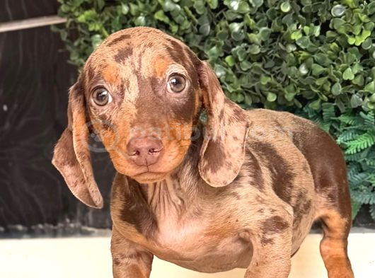 Minyatür Dachshund Sosis Yavrular görsel