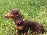 Minyatür Dachshund Sosis Yavrular