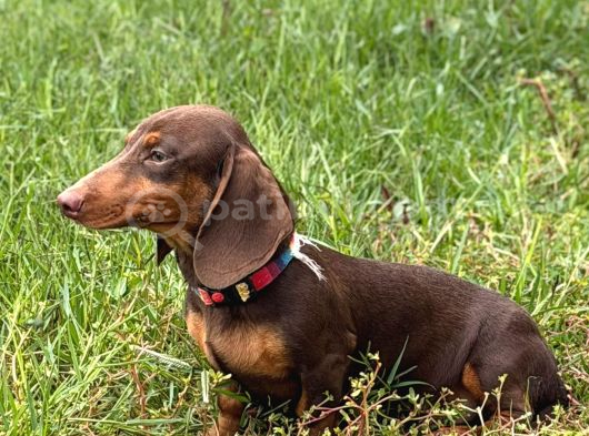 Minyatür Dachshund Sosis Yavrular görsel