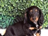 Black Tan Longhair Dachshund Sosis Yavru