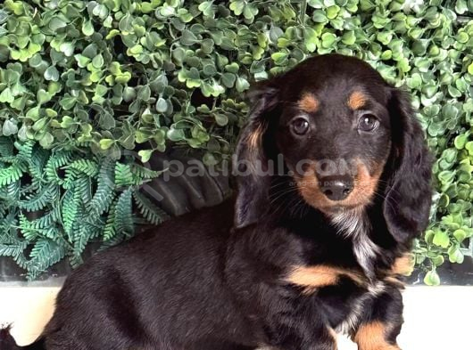 Black Tan Longhair Dachshund Sosis Yavru görsel
