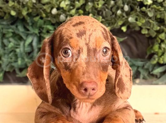 Minyatür Dachshund Sosis Yavrular görsel