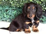 Black Tan Longhair Dachshund Sosis Yavru