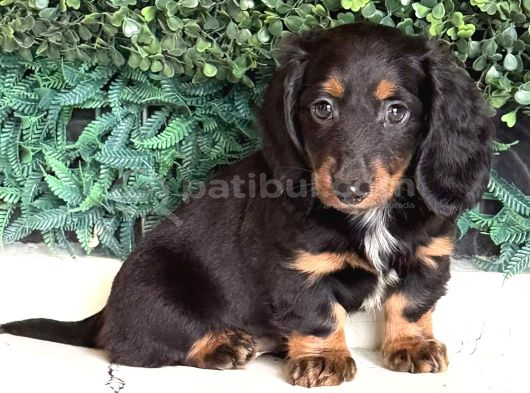 Black Tan Longhair Dachshund Sosis Yavru görsel