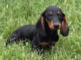 Minyatür Dachshund Sosis Yavrular