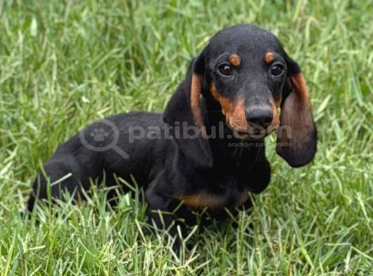 Minyatür Dachshund Sosis Yavrular görsel