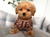 Kahve Tonlu Malti̇poo Ci̇nsi̇ Yavrular