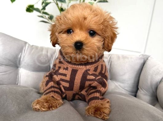 Kahve Tonlu Malti̇poo Ci̇nsi̇ Yavrular