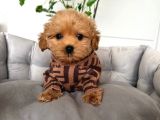 Kahve Tonlu Malti̇poo Ci̇nsi̇ Yavrular