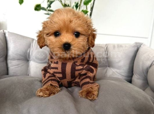 Kahve Tonlu Malti̇poo Ci̇nsi̇ Yavrular görsel
