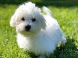 Kar Beyaz Maltese Terri̇er Ci̇nsleri̇