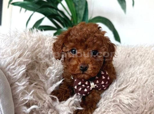 Toy Poodle Sevi̇mli̇ Yavrular Ev Üreti̇mi̇