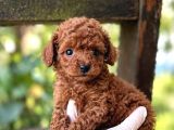 Toy Poodle Sevi̇mli̇ Yavrular Ev Üreti̇mi̇