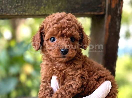 Toy Poodle Sevi̇mli̇ Yavrular Ev Üreti̇mi̇ görsel