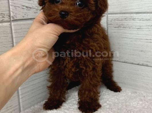 Toy Poodle Sevi̇mli̇ Yavrular Ev Üreti̇mi̇ görsel