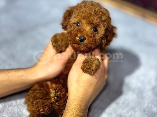 Kipkirmizi Red Toy Poodle Sevi̇mli̇ Yavrular görsel