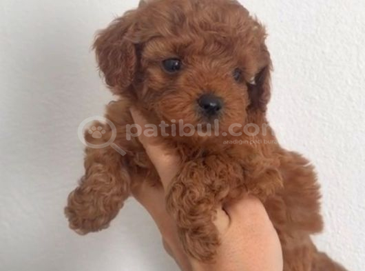 Red Toy Poodle Sevi̇mli̇ Yavrular görsel