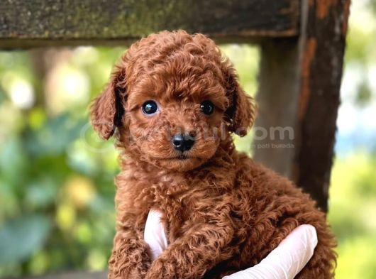 Kipkirmizi Red Toy Poodle Sevi̇mli̇ Yavrular görsel