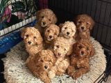 Malti̇poo Ci̇nsi̇ Yavrular Ev Üreti̇mi̇