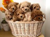 Kahve Tonlu Malti̇poo Ci̇nsi̇ Yavrular
