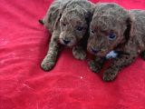 T Cup Toy Poodle Bebekleri̇m