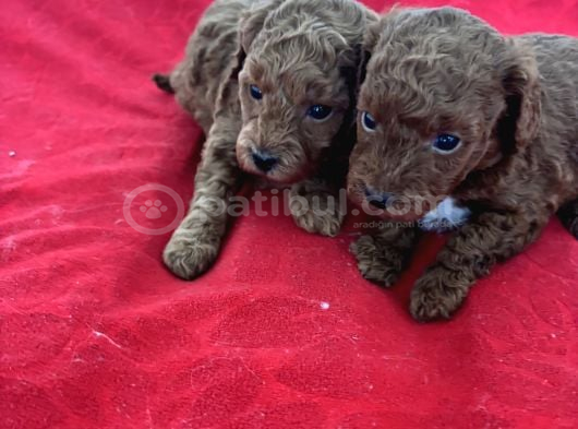 T Cup Toy Poodle Bebekleri̇m görsel