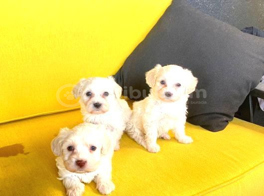 Topaç gibi maltipoo bebeklerimiz