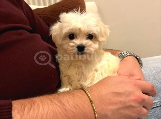 2 Aylık Dişi Maltese görsel