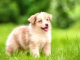 Elit Kalitede Border Collie Yavruları