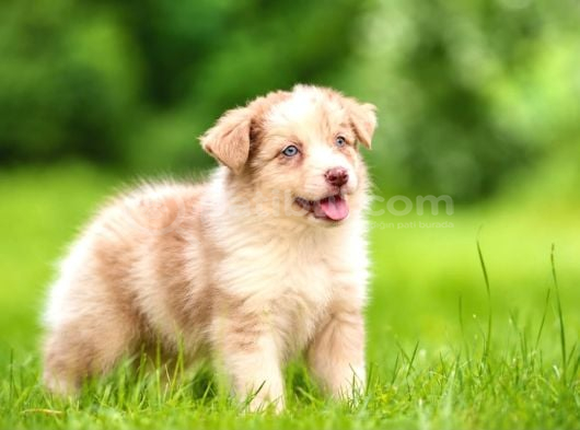 Elit Kalitede Border Collie Yavruları görsel