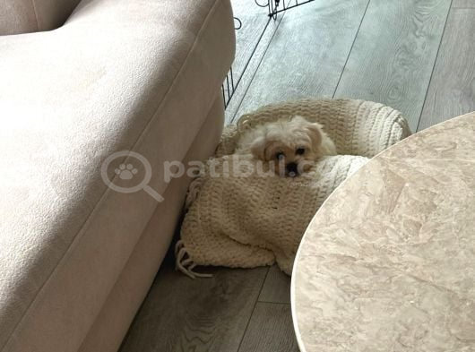 2 Aylık Dişi Maltese görsel