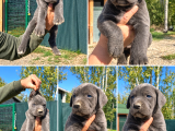 Dişi Erkek Son Dev Cane Corso Bebekler