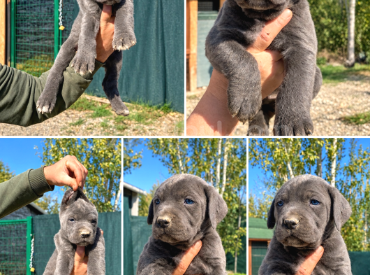 Dişi erkek son dev cane corso bebekler