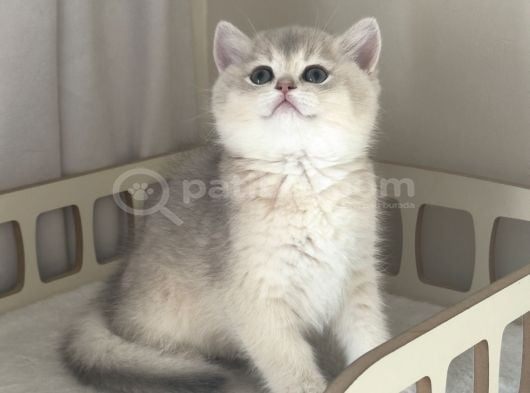 Safkan British Golden Yavrular