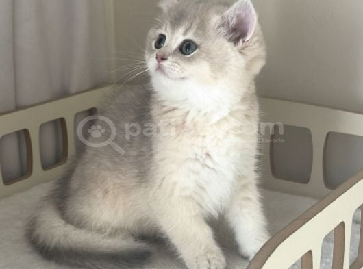 Safkan British Golden Yavrular görsel
