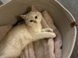 British Shorthair Ay Golden