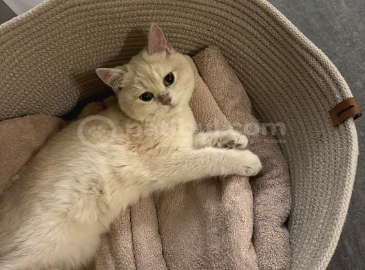 British Shorthair Ay Golden görsel
