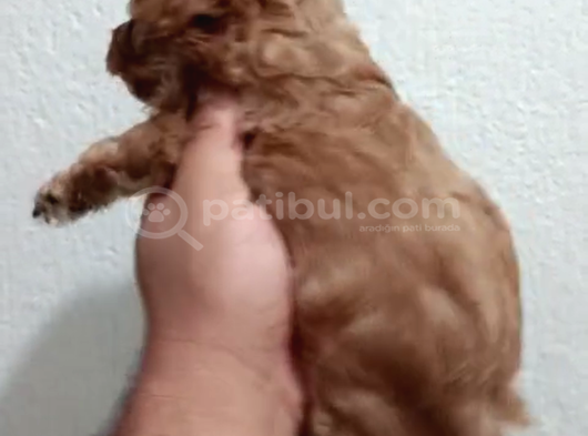 İnanılma Sevimli Güzel görsel