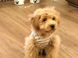 Maltipoo