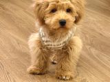 Maltipoo